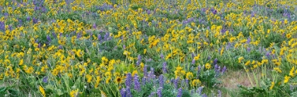 Picture of USA-WASHINGTON STATE PANORAMA OF COLUMBIA RIVER GORGE COVERED IN ARROWLEAF BALSAMROOT AND LUPINE