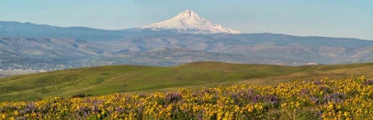Picture of USA-WASHINGTON STATE PANORAMA OF COLUMBIA RIVER GORGE COVERED IN ARROWLEAF BALSAMROOT