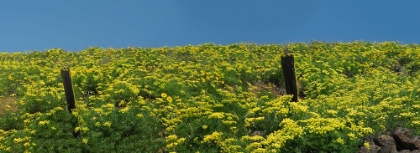 Picture of USA-WASHINGTON STATE PANORAMA OF FENCE LINE AND WILDFLOWERS