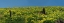 Picture of USA-WASHINGTON STATE PANORAMA OF FENCE LINE AND WILDFLOWERS