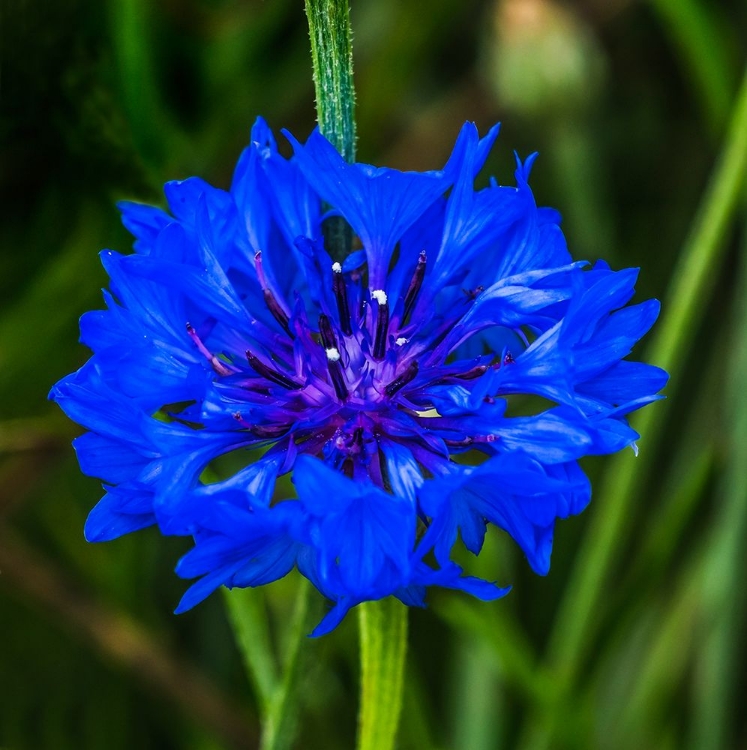 Picture of COLORFUL BLUE BACHELORS BUTTON CORNFLOWER BLOOMING-NATIVE TO EUROPE NOW ALL OVER THE WORLD