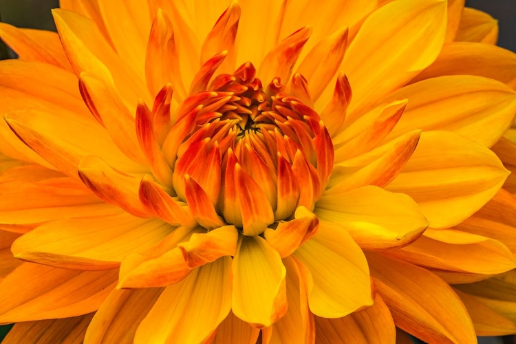 Picture of YELLOW-ORANGE DAHLIA BLOOMING MACRO