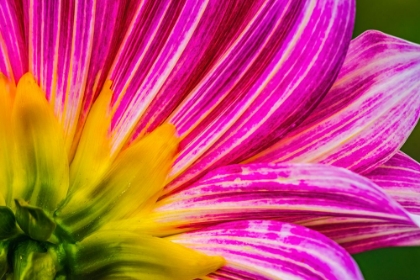 Picture of PINK PURPLE DAHLIA PETALS BLOOMING MACRO-DAHLIA NAMED BRUSHSTROKES