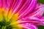 Picture of PINK PURPLE DAHLIA PETALS BLOOMING MACRO-DAHLIA NAMED BRUSHSTROKES