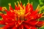 Picture of RED YELLOW ORANGE DINNERPLATE DAHLIA BLOOMING-DAHLIA NAMED SHOW N TELL