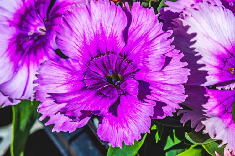 Picture of PURPLE LOBELIA-BELLEVUE-WASHINGTON STATE