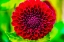 Picture of DARK RED POMPOM BALL DAHLIA BLOOMING-DAHLIA NAMED JESSIE G