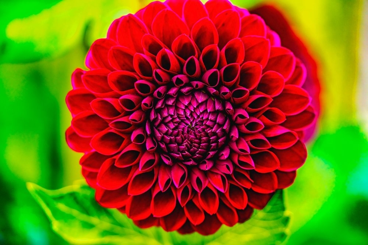 Picture of DARK RED POMPOM BALL DAHLIA BLOOMING-DAHLIA NAMED JESSIE G