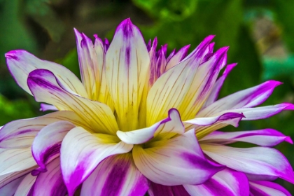Picture of BLUE PURPLE WHITE DINNERPLATE AA DAHLIA BLOOMING-DAHLIA NAMED FERNCLIFF ILLUSION