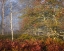 Picture of USA-WEST VIRGINIA-DAVIS AUTUMN COLORS IN FOREST