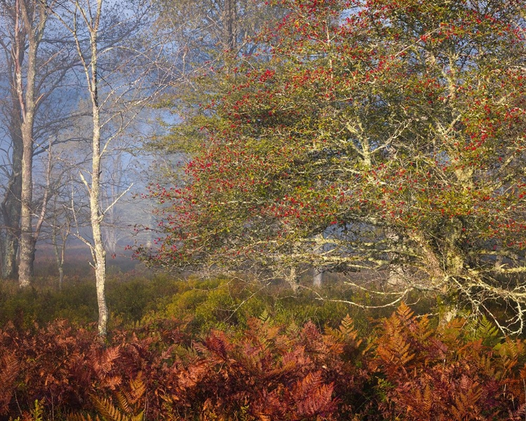 Picture of USA-WEST VIRGINIA-DAVIS AUTUMN COLORS IN FOREST