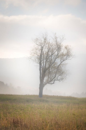 Picture of USA-WEST VIRGINIA-DAVIS LONE TREE IN FOGGY FIELD