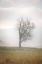 Picture of USA-WEST VIRGINIA-DAVIS LONE TREE IN FOGGY FIELD