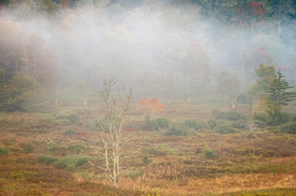 Picture of USA-WEST VIRGINIA-DAVIS FOGGY FOREST IN FALL COLORS