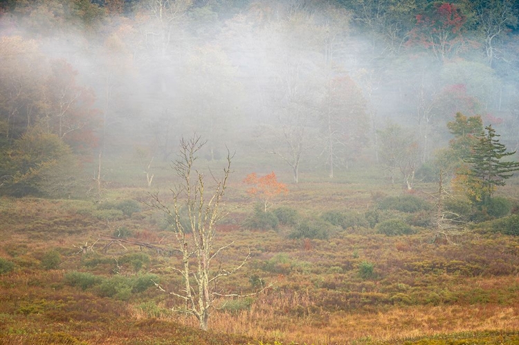 Picture of USA-WEST VIRGINIA-DAVIS FOGGY FOREST IN FALL COLORS