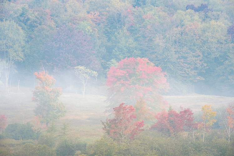 Picture of USA-WEST VIRGINIA-DAVIS FOGGY FOREST IN FALL COLORS