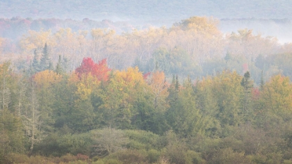 Picture of USA-WEST VIRGINIA-DAVIS FOGGY FOREST IN FALL COLORS