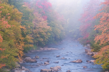 Picture of USA-WEST VIRGINIA-DAVIS FOGGY STREAM IN BLACKWATER STATE PARK