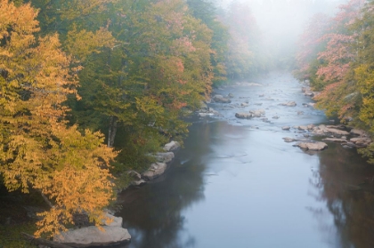 Picture of USA-WEST VIRGINIA-DAVIS FOGGY STREAM IN BLACKWATER STATE PARK