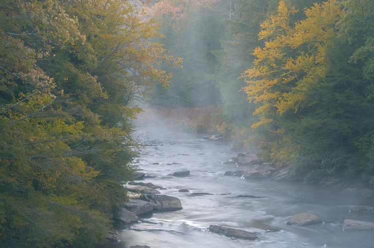 Picture of USA-WEST VIRGINIA-DAVIS FOGGY STREAM IN BLACKWATER STATE PARK