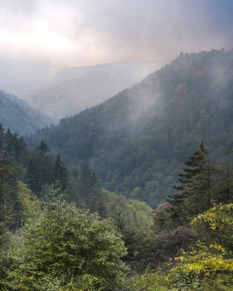 Picture of USA-WEST VIRGINIA-DAVIS FORESTED MOUNTAIN LANDSCAPE IN FOG