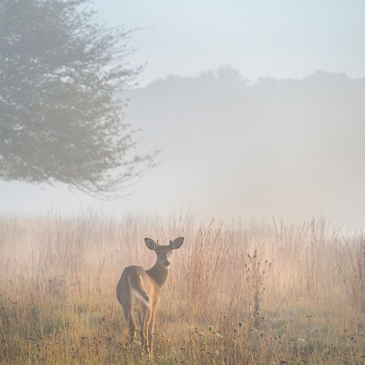 Picture of USA-WEST VIRGINIA-DAVIS DEER IN FOGGY FIELD