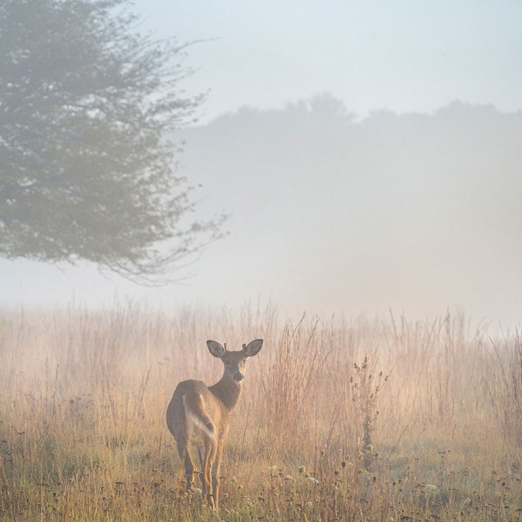 Picture of USA-WEST VIRGINIA-DAVIS DEER IN FOGGY FIELD