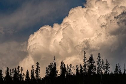 Picture of TREES SILHOUETTED AGAINST CUMULUS CLOUD-YELLOWSTONE NATIONAL PARK-WYOMING