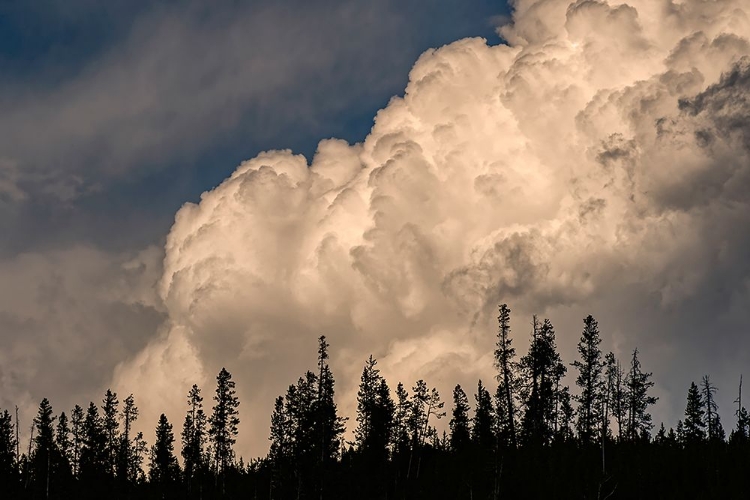 Picture of TREES SILHOUETTED AGAINST CUMULUS CLOUD-YELLOWSTONE NATIONAL PARK-WYOMING