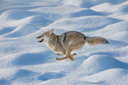 Picture of COYOTE RUNNING THROUGH FRESH SNOW-YELLOWSTONE NATIONAL PARK-WYOMING