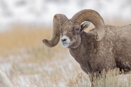 Picture of BIGHORN SHEEP IN WINTER GRAND TETON NATIONAL PARK-WYOMING