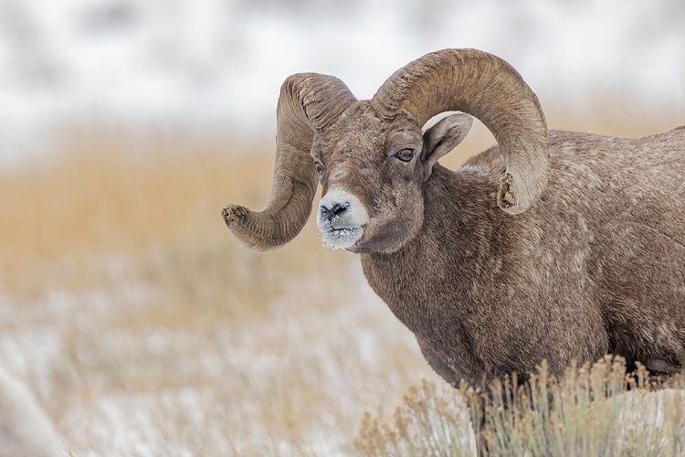 Picture of BIGHORN SHEEP IN WINTER GRAND TETON NATIONAL PARK-WYOMING