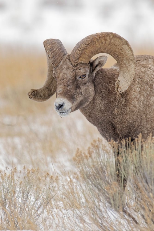 Picture of BIGHORN SHEEP IN WINTER GRAND TETON NATIONAL PARK-WYOMING