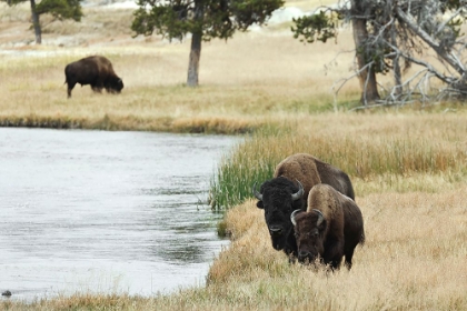 Picture of AMERICAN BISON ALONG NEZ PERCE RIVER IN AUTUMN-YELLOWSTONE NATIONAL PARK-NEZ PERCE RIVER-WYOMING