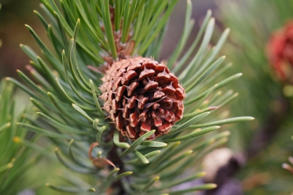 Picture of LODGEPOLE PINE AND PINE CONE-YELLOWSTONE NATIONAL PARK-WYOMING