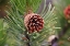 Picture of LODGEPOLE PINE AND PINE CONE-YELLOWSTONE NATIONAL PARK-WYOMING