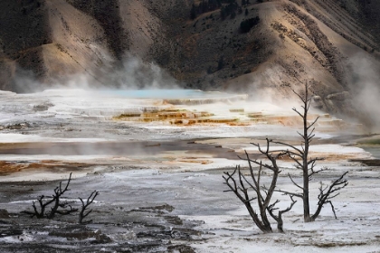 Picture of BLACK TREE TRUNKS AND COLORFUL HOT SPRING TERRACE-CANARY SPRING-MAMMOTH HOT SPRINGS