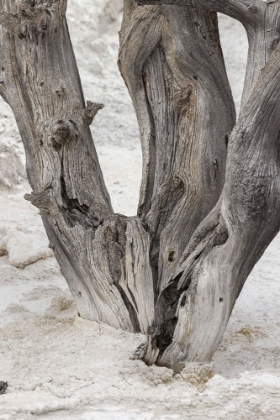 Picture of DEAD TREE-CANARY SPRING-MAMMOTH HOT SPRINGS-YELLOWSTONE NATIONAL PARK-WYOMING