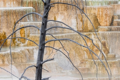 Picture of DEAD TREE AND COLORFUL TERRACE-CANARY SPRING-MAMMOTH HOT SPRINGS-YELLOWSTONE NATIONAL PARK-WYOMING