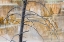 Picture of DEAD TREE AND COLORFUL TERRACE-CANARY SPRING-MAMMOTH HOT SPRINGS-YELLOWSTONE NATIONAL PARK-WYOMING
