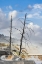 Picture of BLACK TREE TRUNKS AND COLORFUL TERRACE-MAMMOTH HOT SPRINGS-YELLOWSTONE NATIONAL PARK-WYOMING