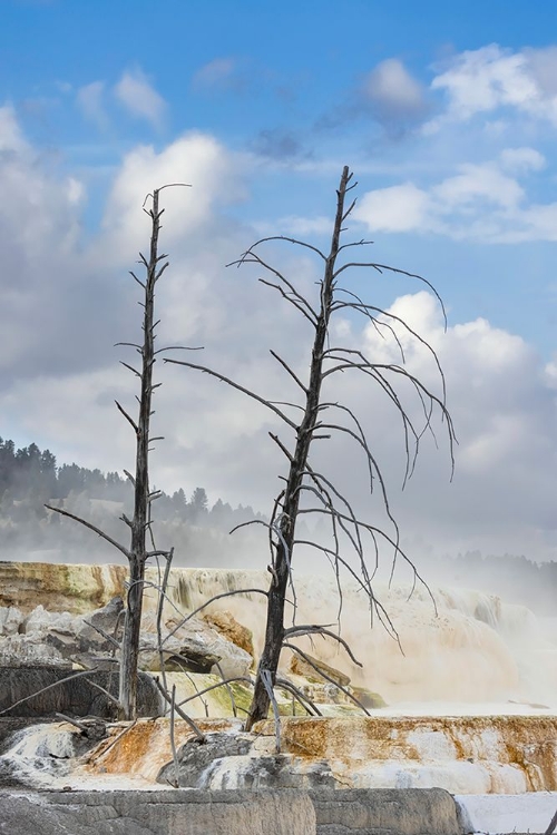 Picture of BLACK TREE TRUNKS AND COLORFUL TERRACE-MAMMOTH HOT SPRINGS-YELLOWSTONE NATIONAL PARK-WYOMING