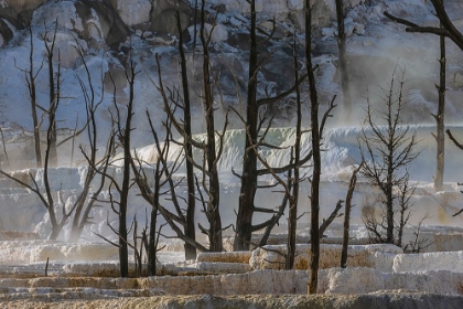 Picture of BLACK TREE TRUNKS AND TERRACE-MAMMOTH HOT SPRINGS-YELLOWSTONE NATIONAL PARK-WYOMING
