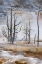 Picture of BLACK TREE TRUNKS AND TERRACE-MAMMOTH HOT SPRINGS-YELLOWSTONE NATIONAL PARK-WYOMING