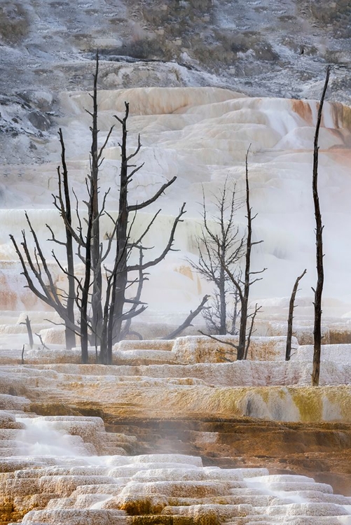 Picture of BLACK TREE TRUNKS AND TERRACE-MAMMOTH HOT SPRINGS-YELLOWSTONE NATIONAL PARK-WYOMING