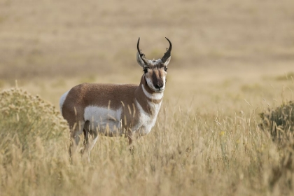 Picture of ADULT MALE PRONGHORN-YELLOWSTONE NATIONAL PARK-WYOMING