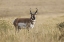 Picture of ADULT MALE PRONGHORN-YELLOWSTONE NATIONAL PARK-WYOMING