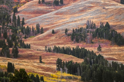 Picture of ROLLING HILLS IN COLORFUL AUTUMN DISPLAY-LAMAR VALLEY-YELLOWSTONE NATIONAL PARK-WYOMING