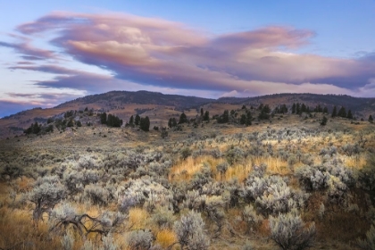 Picture of MOUNTAIN BIG SAGEBRUSH AT SUNRISE-LAMAR VALLEY-YELLOWSTONE NATIONAL PARK-WYOMING