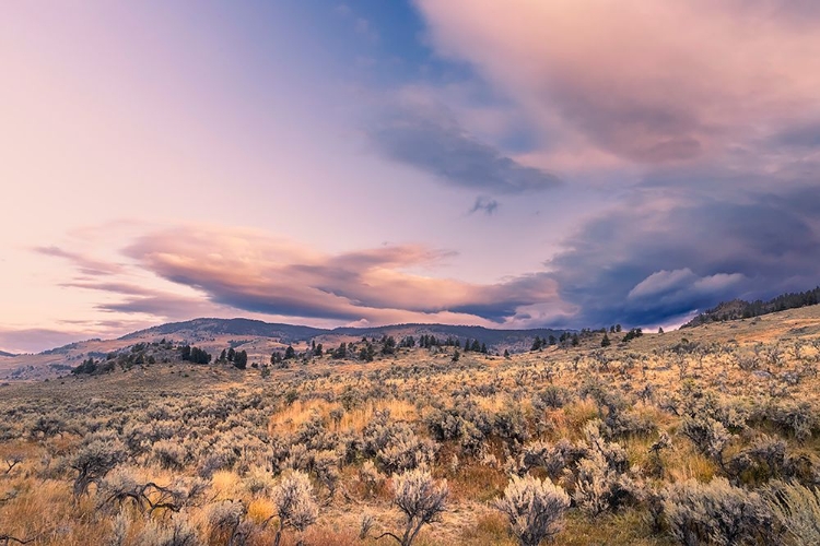 Picture of MOUNTAIN BIG SAGEBRUSH AT SUNRISE-LAMAR VALLEY-YELLOWSTONE NATIONAL PARK-WYOMING